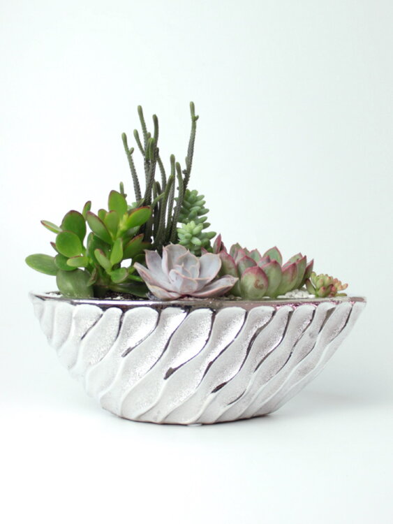 Композиция из суккулентов "Волна" 