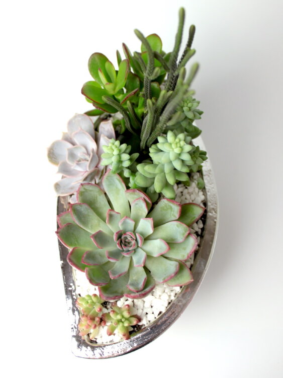 Композиция из суккулентов "Волна" 