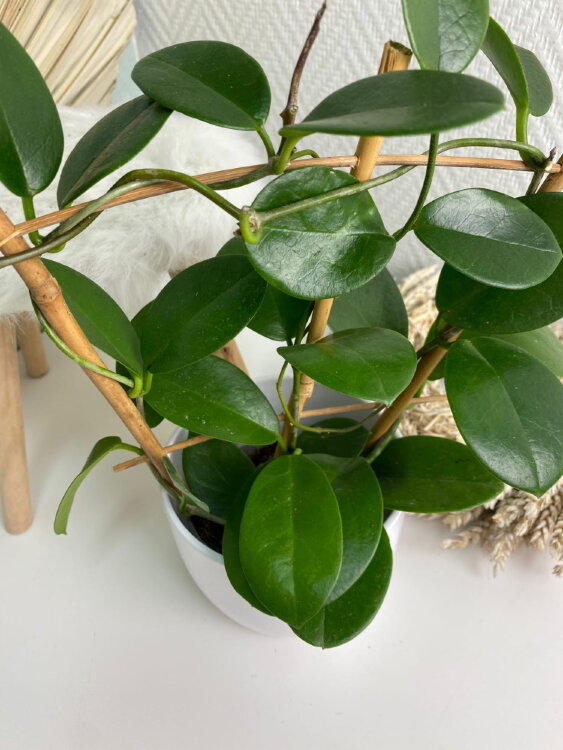 Хойя Аустралис на опоре ⌀9 30 см 