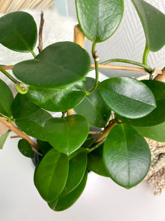 Хойя Аустралис на опоре ⌀9 30 см 