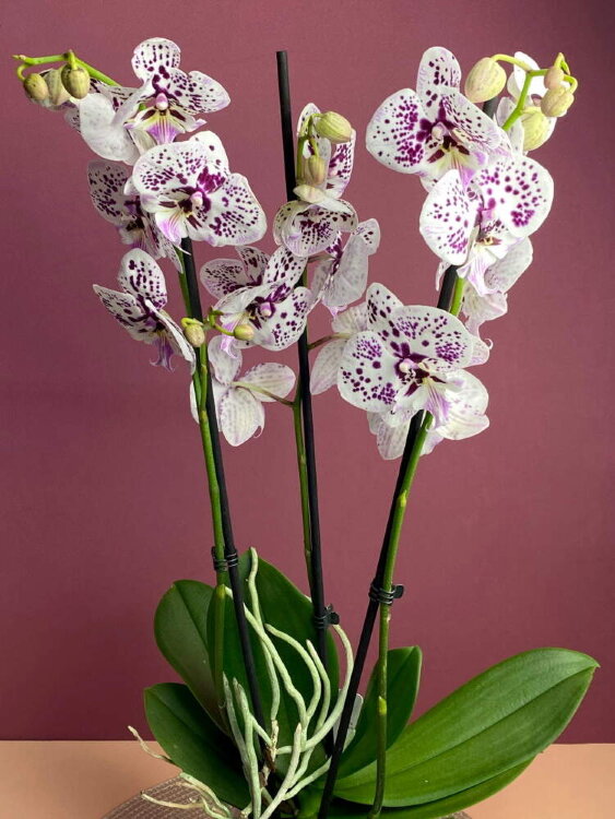 Орхидея Фаленопсис Декорейшн Биг Лип 3 ст 
