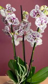 Орхидея Фаленопсис Декорейшн Биг Лип 3 ст 