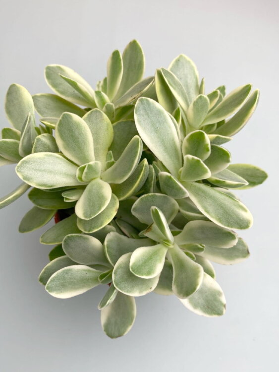 Крассула Мани Мейкер вариегатная ⌀8 