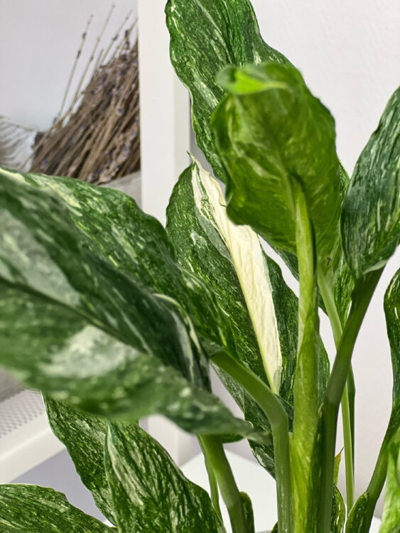 Спатифиллум вариегатный Даймонд ⌀12 40 см 