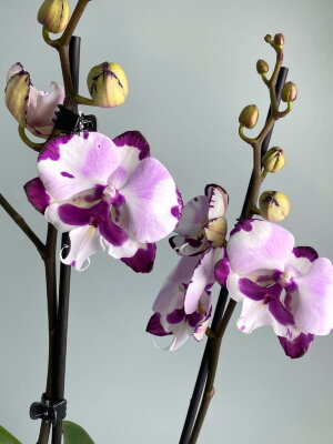 Орхидея Фаленопсис Кинг Кар Далматин Биг Лип 2 ст