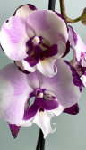 Орхидея Фаленопсис Кинг Кар Далматин Биг Лип 2 ст 