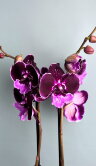Орхидея Фаленопсис Свит Кенди Биг Лип 2 ст 