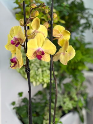 Орхидея фаленопсис Голдион ⌀12 60 см