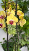 Орхидея фаленопсис Голдион ⌀12 60 см 