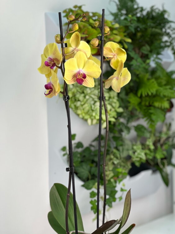 Орхидея фаленопсис Голдион ⌀12 60 см 