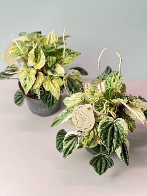 Пеперомия Буэнос Айрес ⌀12 20 см 