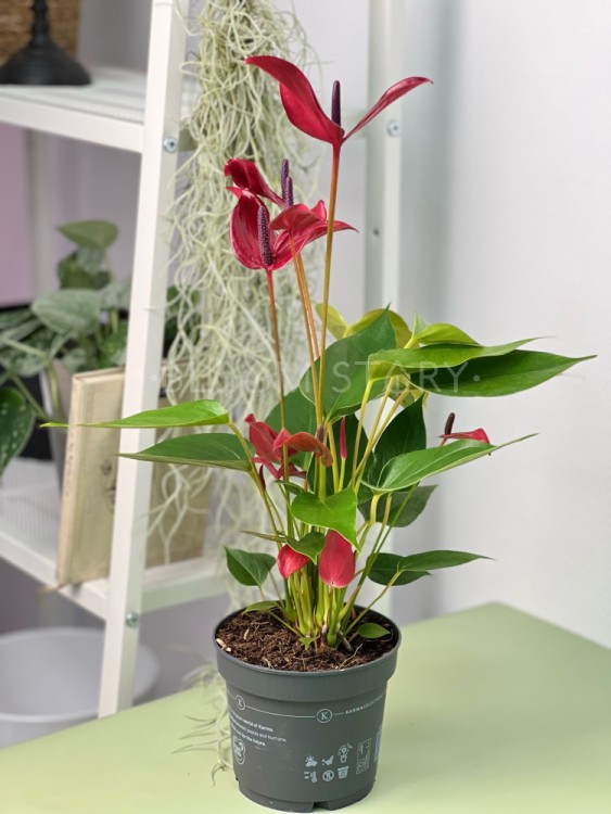 Антуриум Лава ⌀12 35 см 