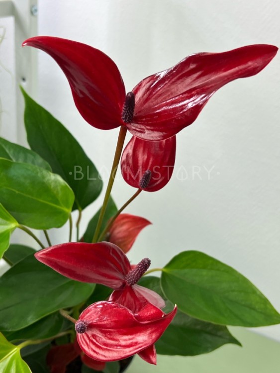 Антуриум Лава ⌀12 35 см 