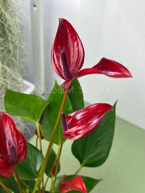 Антуриум Лава ⌀12 35 см 