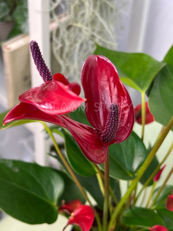 Антуриум Лава ⌀12 35 см 