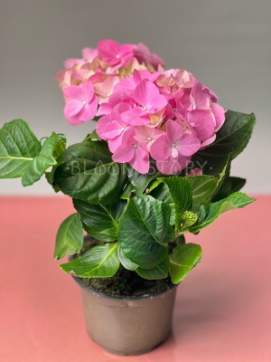 Гортензия Макрофилла розовая ⌀10 30 см