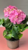 Гортензия Макрофилла розовая ⌀10 30 см 