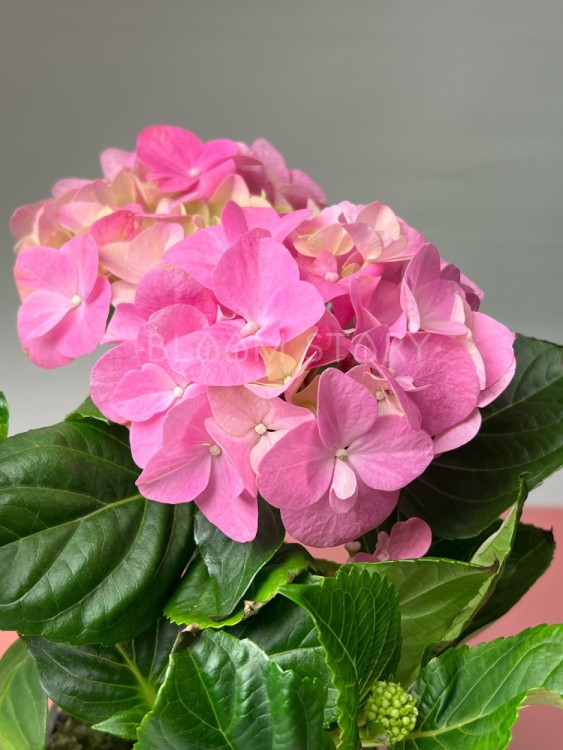 Гортензия Макрофилла розовая ⌀10 30 см  Гортензия Макрофилла розовая ⌀10 30 см