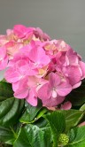 Гортензия Макрофилла розовая ⌀10 30 см 