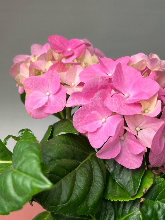 Гортензия Макрофилла розовая ⌀10 30 см  Гортензия Макрофилла розовая ⌀10 30 см