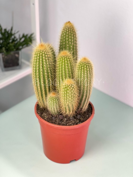 Вебербауэроцереус ⌀17 40 см 