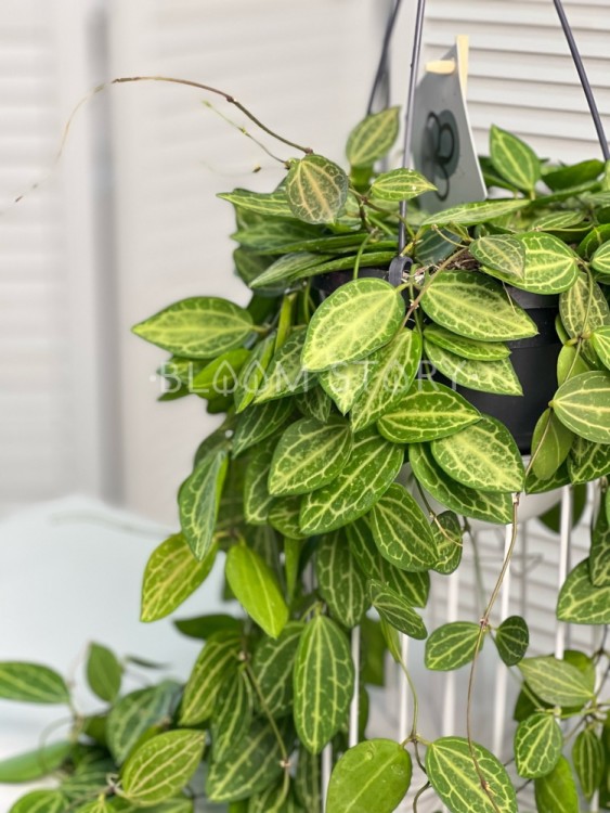 Дисхидия Овата подвесная ⌀14 45 см 