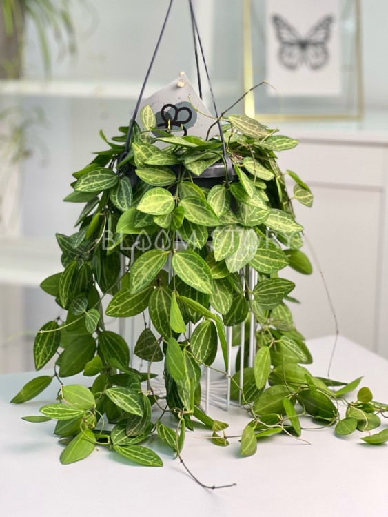 Дисхидия Овата подвесная ⌀14 45 см 