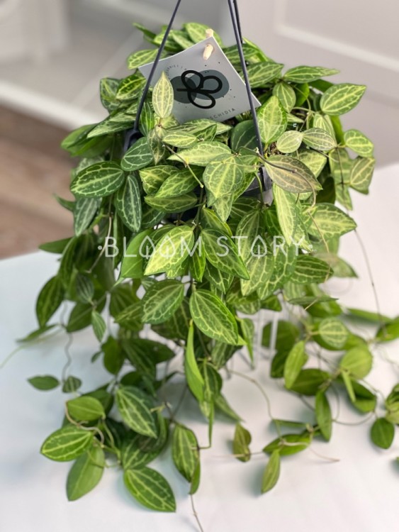 Дисхидия Овата подвесная ⌀14 45 см 