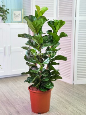 Фикус Лирата Бамбино ⌀24 90 см