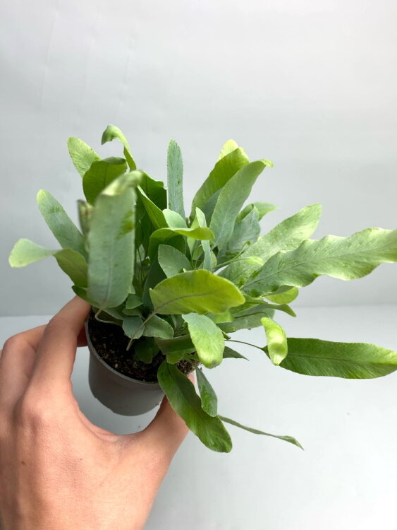 Флебодиум Блю Стар ⌀7 15 см 