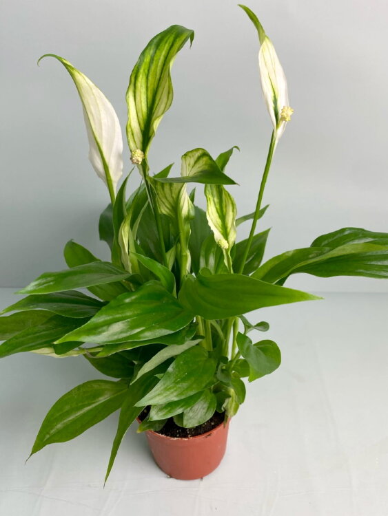 Спатифиллум Шопен ⌀6 15 см  Спатифиллум Шопен ⌀6 15 см