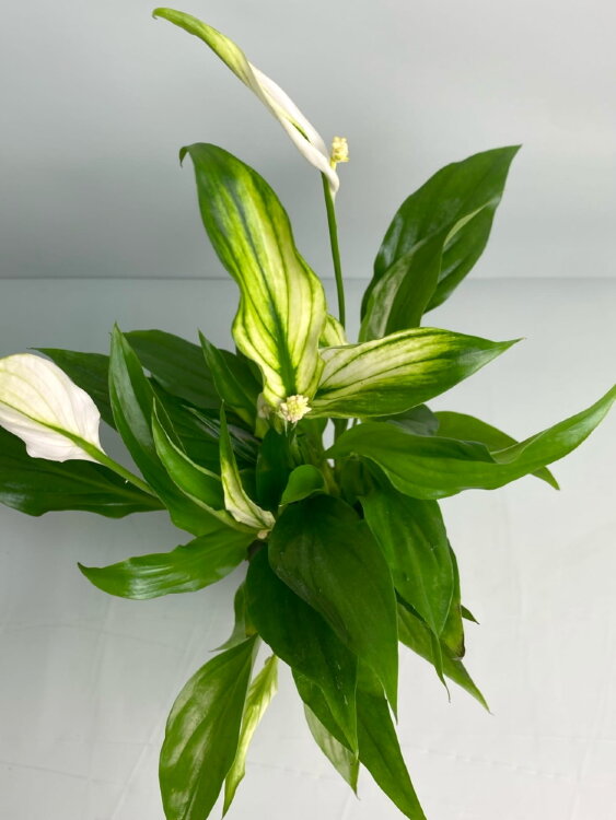 Спатифиллум Шопен ⌀6 15 см  Спатифиллум Шопен ⌀6 15 см