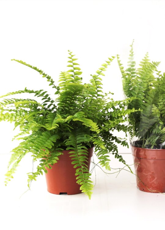 Нефролепис Бостон ⌀12 30 см 