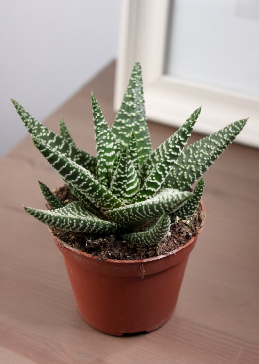 Гастрохавортия Роял Хайнесс ⌀9 