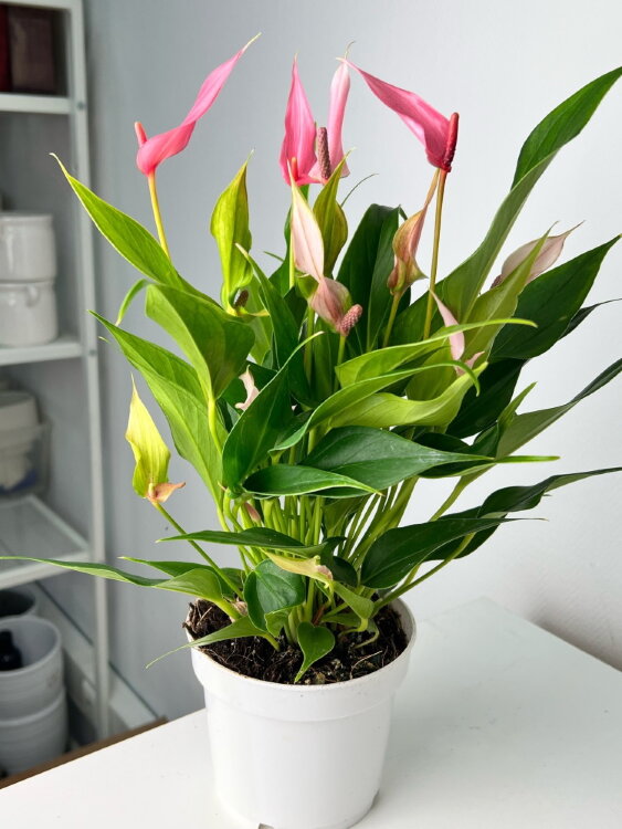 Антуриум Лили ⌀12 40 см 