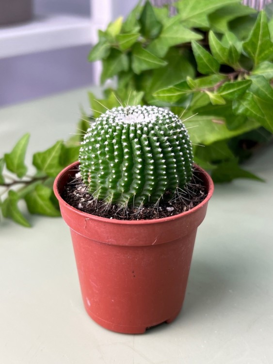 Нотокактус Ленигхауса Инермис ⌀5 