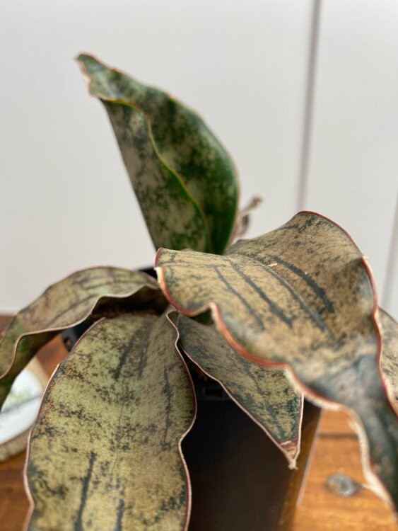 Сансевиерия Стар Каньон Гранит ⌀10 