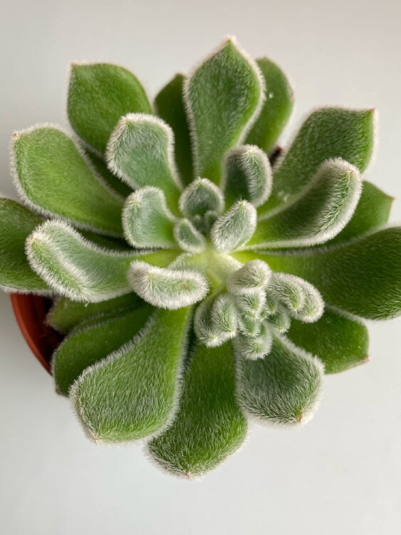 Эхеверия Дорис Тейлор ⌀8 