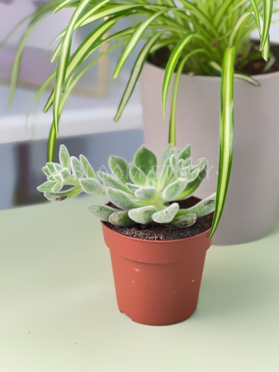 Эхеверия Дорис Тейлор ⌀8 