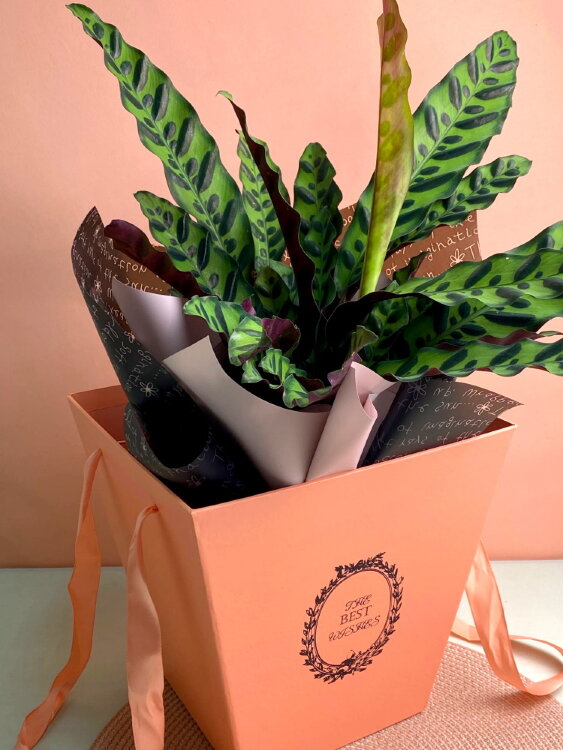 Подарочная коробка The Best Whishes 