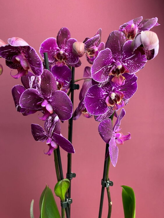 Орхидея Фаленопсис Пёрпл Рейн 3 ст 