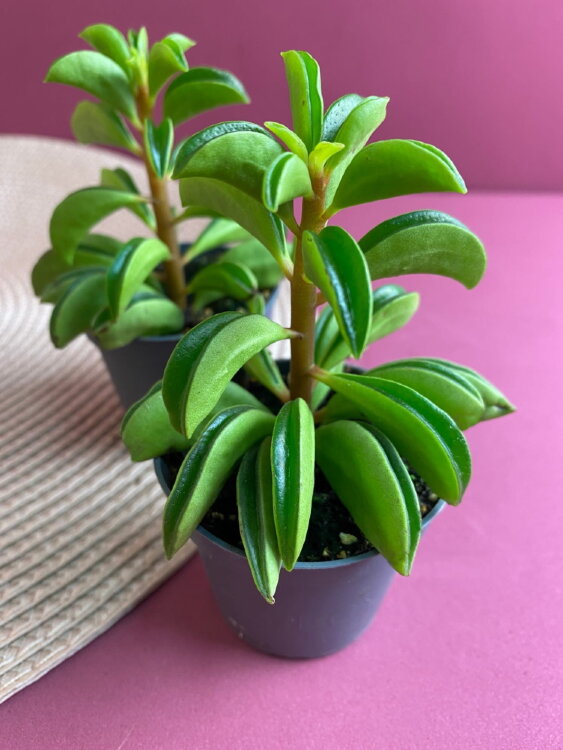 Пеперомия Файер Спарк ⌀6 