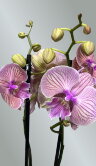 Орхидея Фаленопсис Голден Леопард Биг Лип 2 ст 
