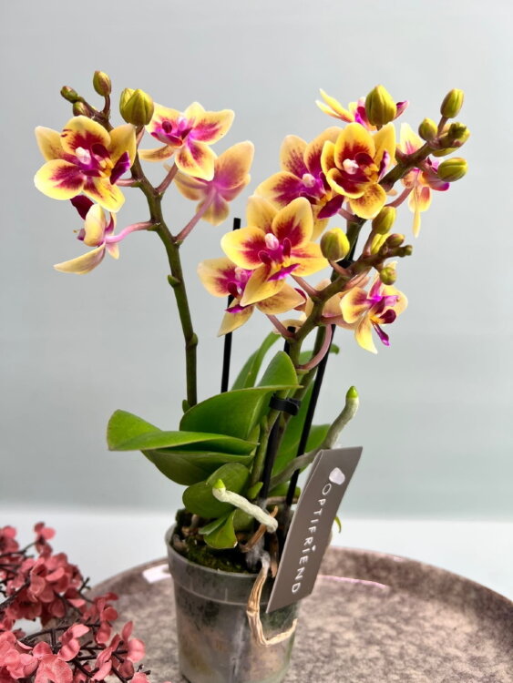 Орхидея Фаленопсис мини Тесс ⌀7 20 см 