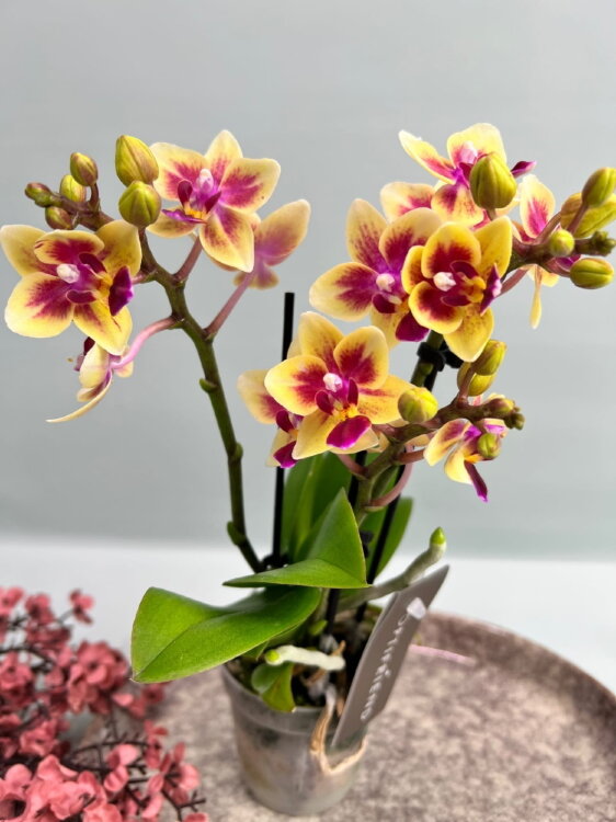 Орхидея Фаленопсис мини Тесс ⌀7 20 см 