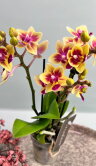 Орхидея Фаленопсис мини Тесс 