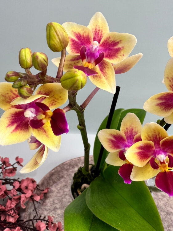 Орхидея Фаленопсис мини Тесс ⌀7 20 см 