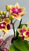Орхидея Фаленопсис мини Тесс 