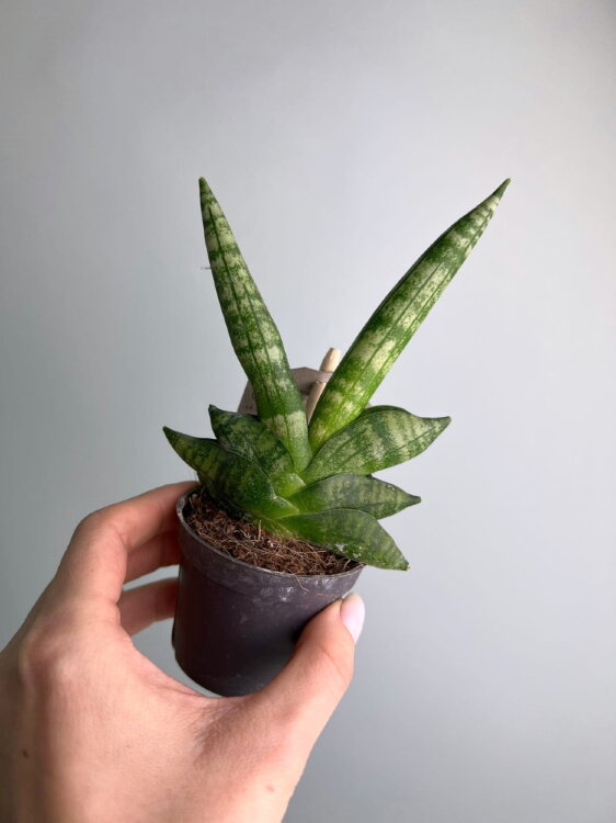 Сансевиерия Бонселенсис ⌀6 15 см 