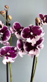 Орхидея Фаленопсис Санта Биг Лип 2 ст 